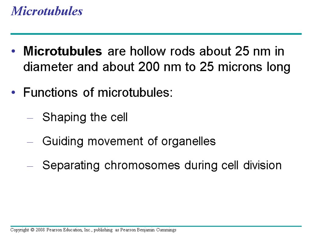 Microtubules Microtubules are hollow rods about 25 nm in diameter and about 200 nm